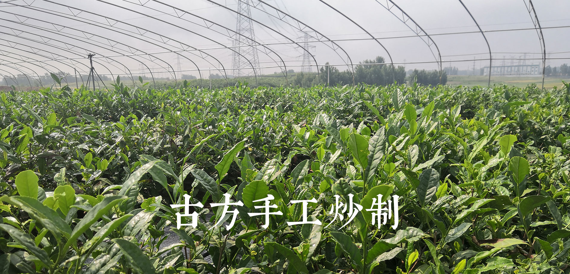 濰坊市鼎尖茶業(yè)有限公司