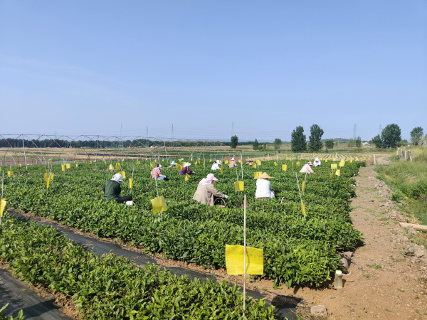 茶園展示